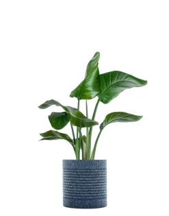 Sale Kartell Kleo cachepot BLEU