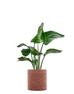 New Kartell Kleo cachepot ROUGE