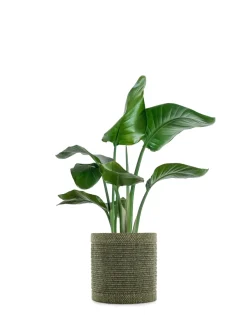 Discount Kartell Kleo cachepot VERT